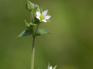 Arenaria serpyllifolia - Thyme-leaved Sandwort - Sandnarv