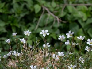 Cerastium arvense - Field Mouse-Ear - Fältarv