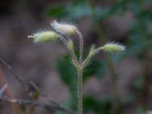 Cerastium brachypetalum - Grey Mouse-ear - Raggarv