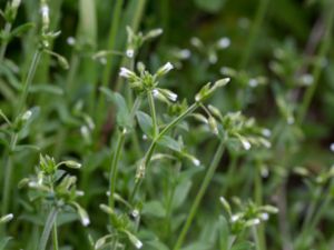 Cerastium fontanum - Common Mouse-ear - Hönsarv