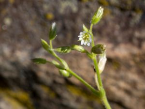 Cerastium glutinosum - European Chickweed - Klibbarv