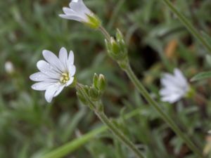 Cerastium tomentosum - Snow-in-summer - Silverarv