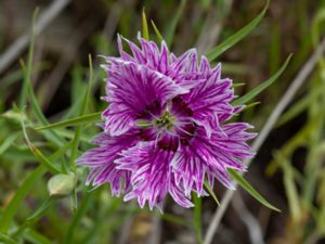 Dianthus chinensis - Rainbow Pink - Sommarnejlika