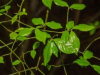 Euonymus alatus Välluv, Helsingborg, Skåne, Sweden 20190504_0006