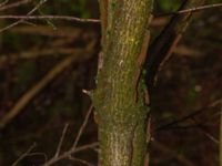 Euonymus alatus Välluv, Helsingborg, Skåne, Sweden 20190504_0007