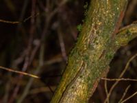 Euonymus alatus Välluv, Helsingborg, Skåne, Sweden 20190504_0008