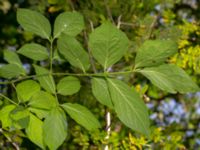 Euonymus latifolius Plockerotegatan, Göteborg, Bohuslän, Sweden 20190717_0024