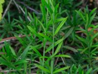 Euonymus nanus Sofieberg, Halmstad, Halland, Sweden 20190715_0616