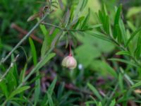 Euonymus nanus Sofieberg, Halmstad, Halland, Sweden 20190715_0617