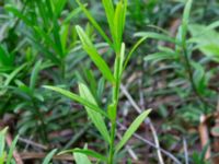 Euonymus nanus Sofieberg, Halmstad, Halland, Sweden 20190715_0620