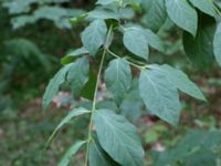 Euonymus planipes Prästabonnaskogens NR Tjörnarp, Höör, Skåne, Sweden 20180806_0018