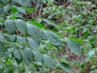 Euonymus planipes Prästabonnaskogens NR Tjörnarp, Höör, Skåne, Sweden 20180806_0024