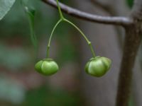 Euonymus planipes Prästabonnaskogens NR Tjörnarp, Höör, Skåne, Sweden 20180806_0029