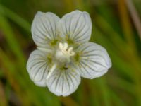 Parnassia palustris Fårarp, Ystad, Skåne, Sweden 20180831_0020