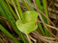 Parnassia palustris Fårarp, Ystad, Skåne, Sweden 20180831_0021