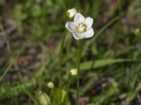 Parnassia palustris Icecatvägen, Kiruna, Torne lappmark, Lappland, Sweden 20150710_0666