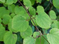 Cercidiphyllum japonicum Närlunda tegelbruksgrav, Helsingborg, Skåne, Sweden 20170811_0065