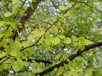 Cercidiphyllum japonicum Närlunda tegelbruksgrav, Helsingborg, Skåne, Sweden 20190504_0065