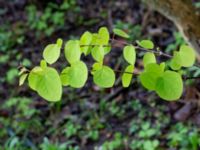 Cercidiphyllum japonicum Närlunda tegelbruksgrav, Helsingborg, Skåne, Sweden 20190504_0067