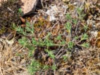 Fumana procumbens Dröstorps alvar, Mörbylånga, Öland, Sweden 20180810_0073