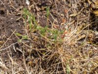 Fumana procumbens Dröstorps alvar, Mörbylånga, Öland, Sweden 20180810_0077