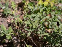 Helianthemum apenninum Solviken, Mölle, Höganäs, Skåne, Sweden 20150515_0215