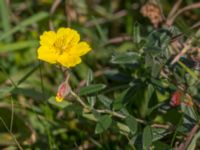 Helianthemum nummularium Käglinge hästbacke, Malmö, Skåne, Sweden 20140906_0078