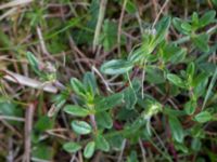 Helianthemum nummularium ssp. nummularium Åhus idrottsplats, Åhus, Kristianstad, Skåne, Sweden 20150514_0244