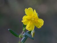 Helianthemum nummularium ssp. nummularium Holmebodar, Borgholm, Öland, Sweden 20180809_0125