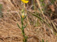 Helianthemum nummularium ssp. nummularium Käglinge hästbacke, Malmö, Skåne, Sweden 20180610_0002