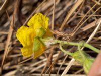 Helianthemum nummularium ssp. nummularium Käglinge hästbacke, Malmö, Skåne, Sweden 20180610_0003