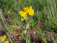 Helianthemum nummularium ssp. nummularium Marmorbruket, Krokek, Norrköping, Östergötland, Sweden 20190608_0342