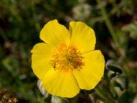 Helianthemum nummularium ssp. obscurum Everöds gamla banvall, Kristianstad, Skåne, Sweden 20130713-294