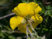 Helianthemum nummularium ssp. obscurum Käglinge hästbacke, Malmö, Skåne, Sweden 20160529_0037