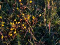 Helianthemum oelandicum Mysinge alvar, Mörbylånga, Öland, Sweden 20150605_0275