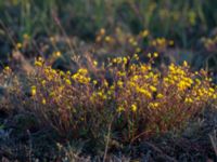 Helianthemum oelandicum Mysinge alvar, Mörbylånga, Öland, Sweden 20150605_0283