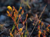 Helianthemum oelandicum Mysinge alvar, Mörbylånga, Öland, Sweden 20150605_0284