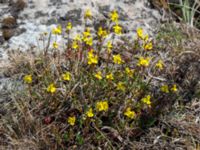 Helianthemum oelandicum var. oelandicum Gösslunda, Mörbylånga, Öland, Sweden 20170526_0053