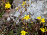 Helianthemum oelandicum var. oelandicum Gynge alvar, Mörbylånga, Öland, Sweden 20150606_0087