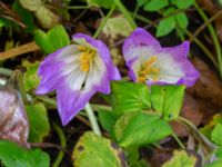 Colchicum autumnale Ulricedal, Malmö, Skåne, Sweden 20190928_0047