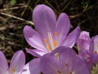 Colchicum laetum Bäckaforsvägen, Klagshamn, Malmö, Skåne, Sweden 20200905_0044