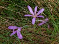 Colchicum laetum Ulricedal, Malmö, Skåne, Sweden 20190928_0007