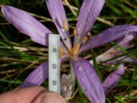 Colchicum laetum Ulricedal, Malmö, Skåne, Sweden 20190928_0008