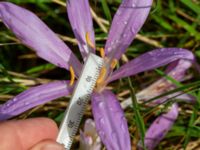 Colchicum laetum Ulricedal, Malmö, Skåne, Sweden 20190928_0009