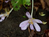 Colchicum laetum Ulricedal, Malmö, Skåne, Sweden 20190928_0046