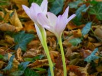 Colchicum speciosum Bastionen Carl Gustav, Slottsparken, Malmö, Skåne, Sweden 20240921_0001