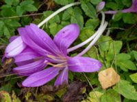 Colchicum speciosum Ulricedal, Malmö, Skåne, Sweden 20190928_0012