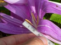 Colchicum speciosum Ulricedal, Malmö, Skåne, Sweden 20190928_0015