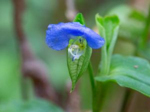 Commelina communis - Asiatic Dayflower - Liten himmelsblomma