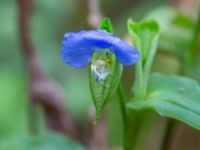 Commelina communis Jaktmarksgatan 30, Lund, Skåne, Sweden 20240924_0007